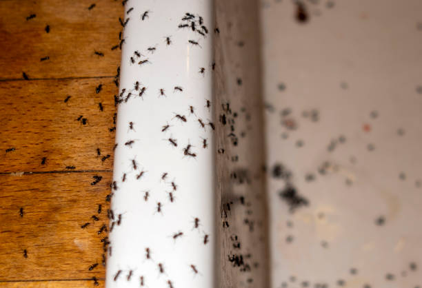 Best Pest Inspection Near Me  in Mason, OH